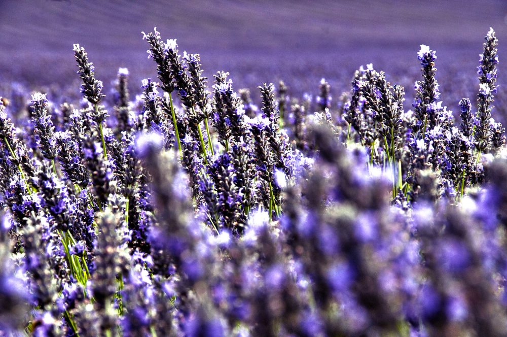 Lavender