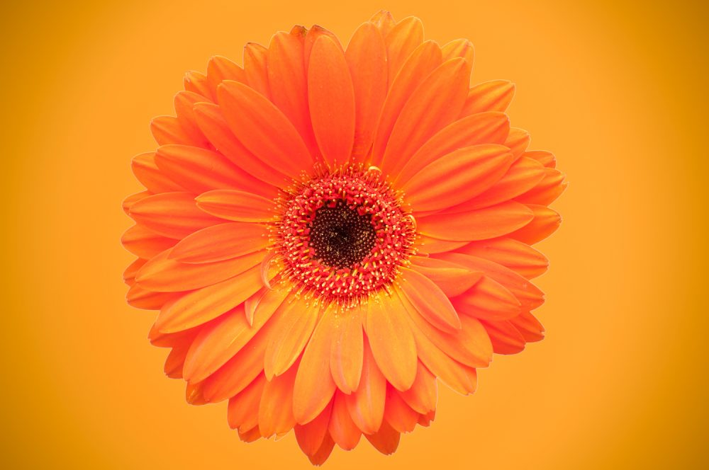 Orange Gerbera