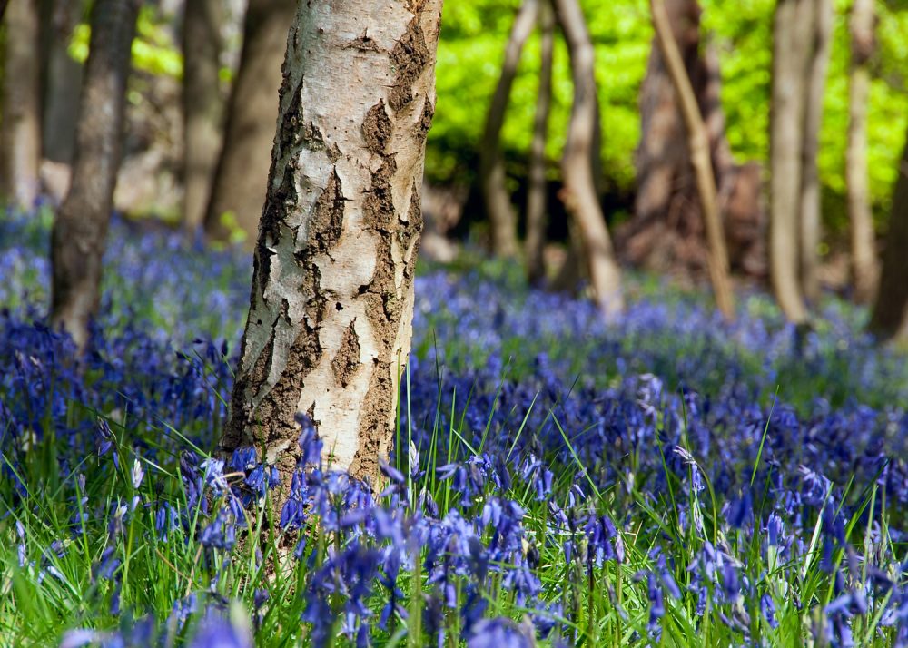 Blue Bells