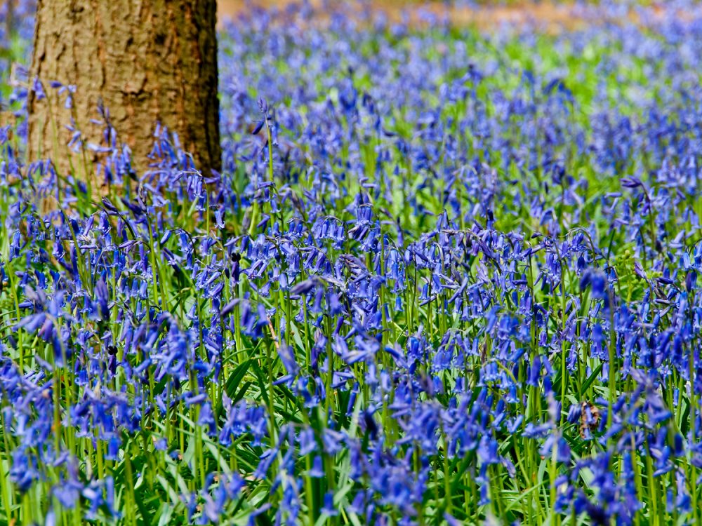 Blue Bells