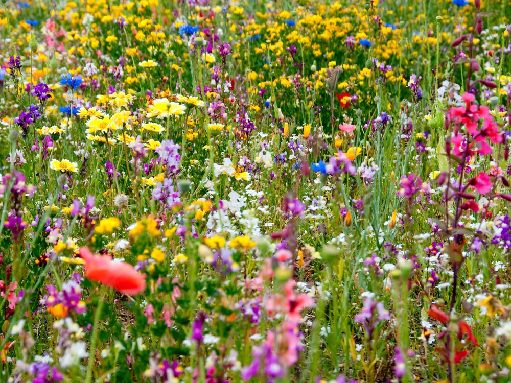 Wild Flowers