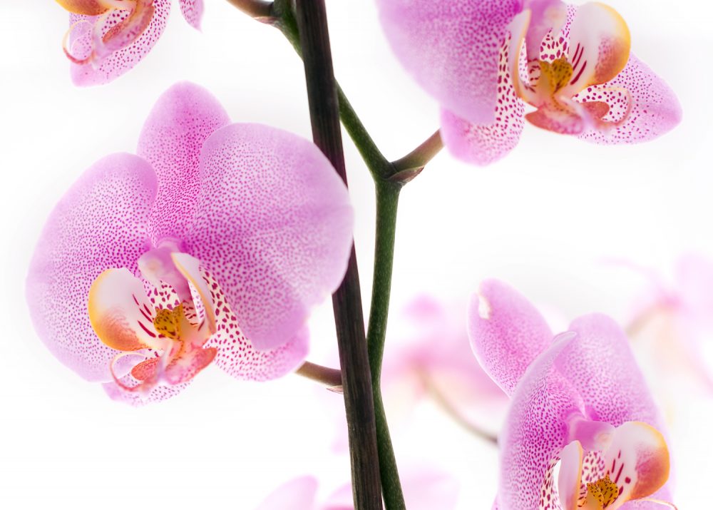 Pink Orchid