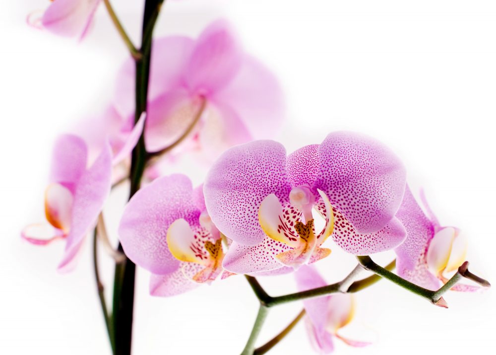 Pink Orchid