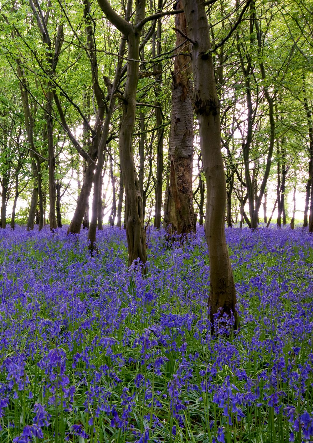 Blue Bells