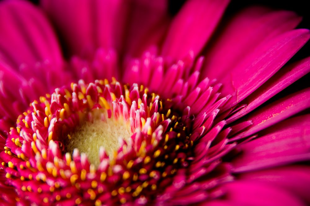 hot pink gerbera