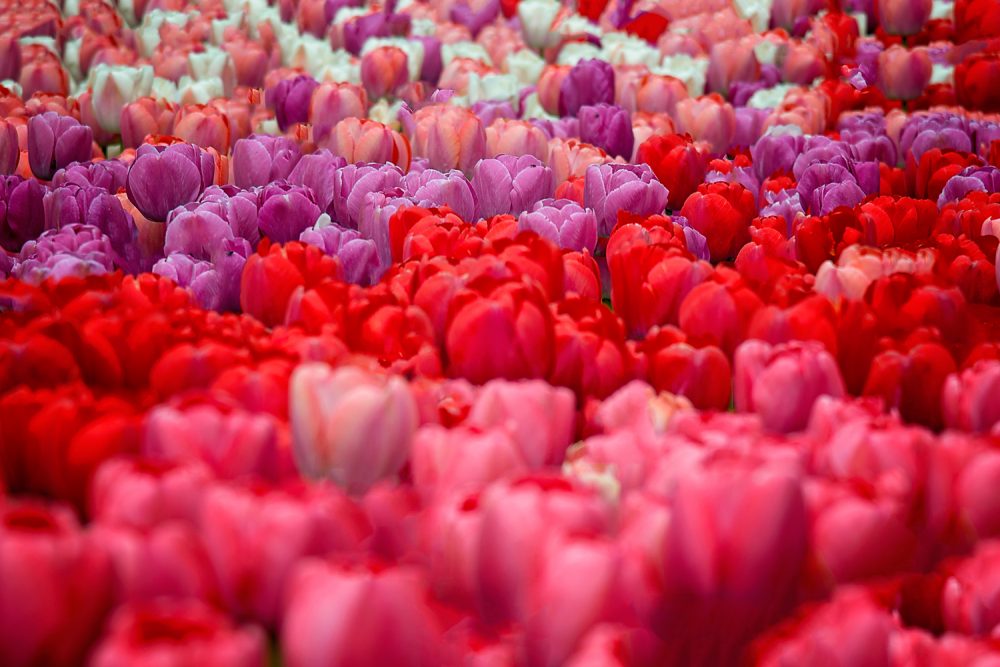 Pink and Red tulips