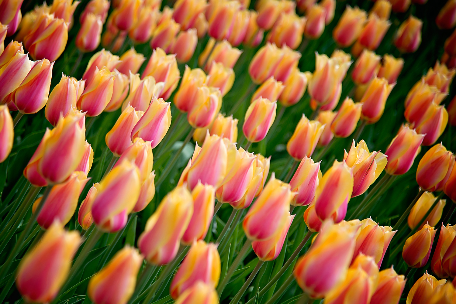Pink and Yellow tulips