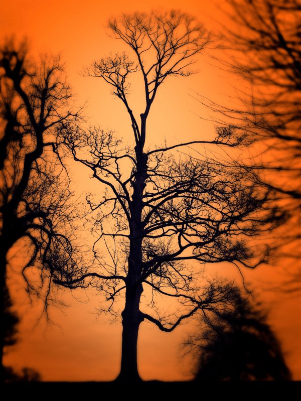 Orange Sky Tree Silhouette