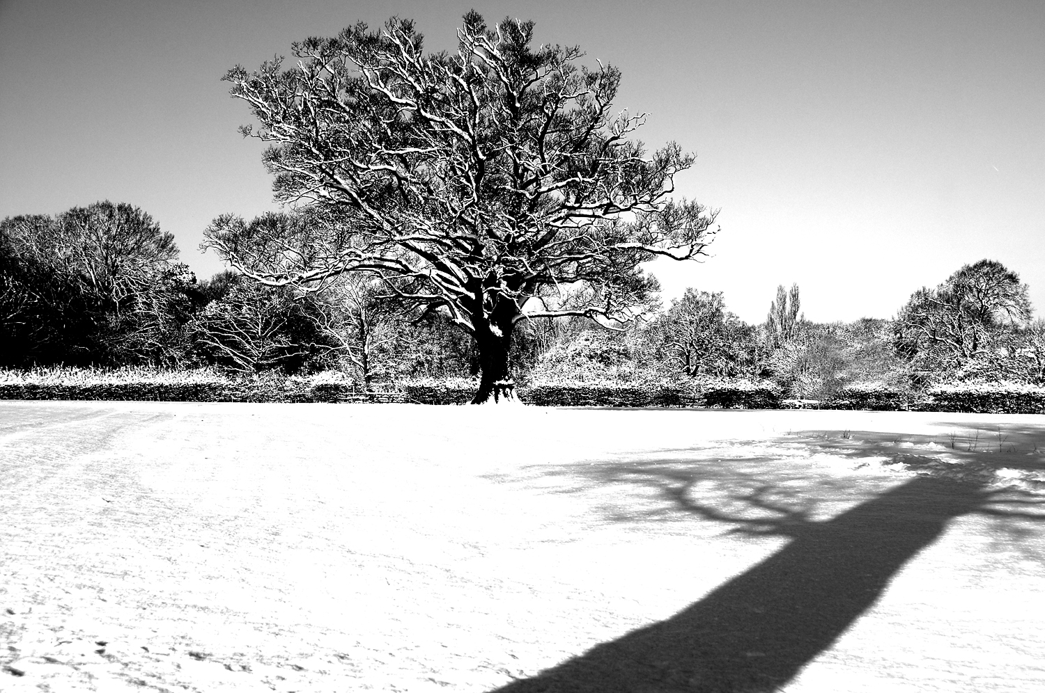 Snowy Tree Shadow