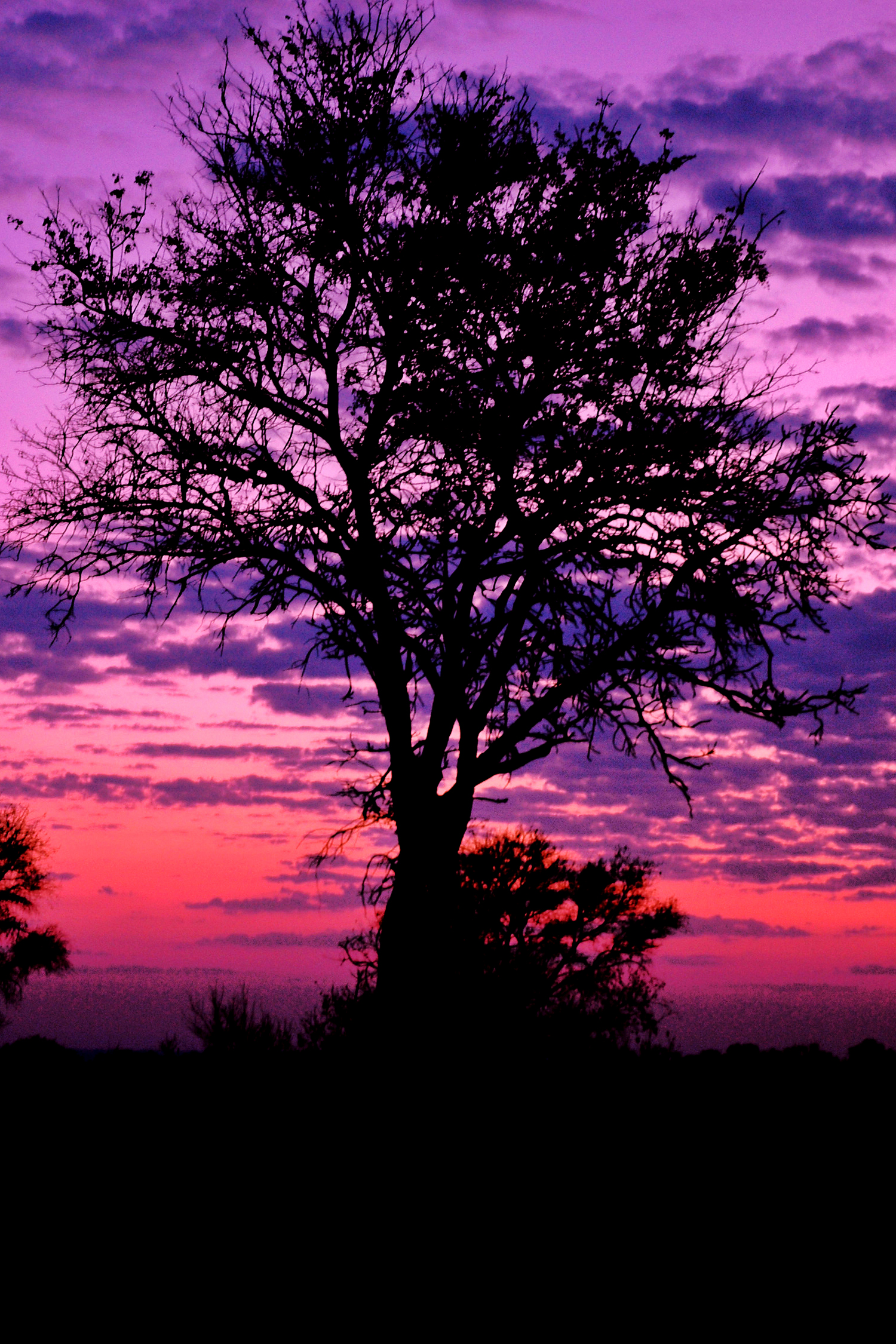 Pink Sky Tree Silhouette